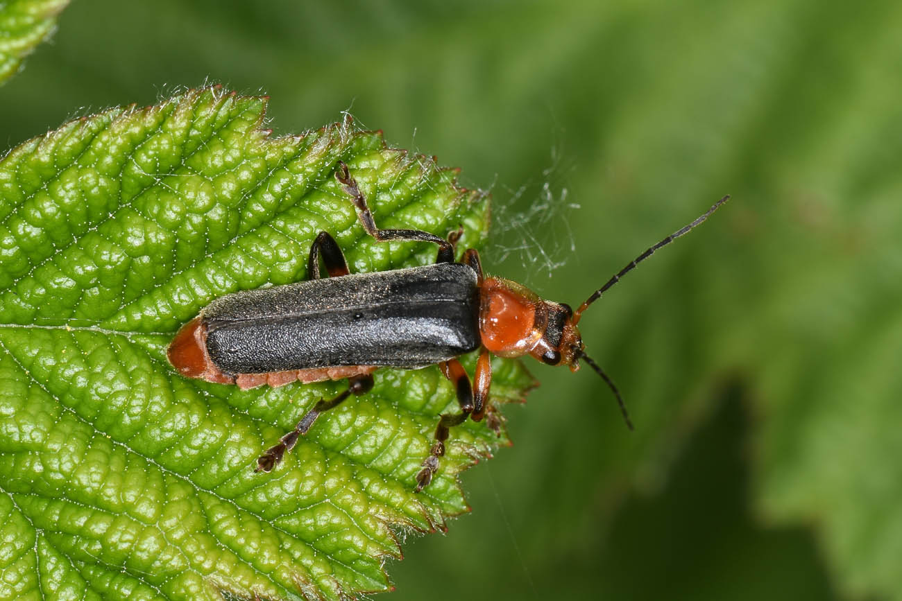 Cantharidae: Cantharis livida